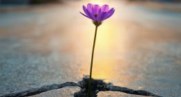 Cómo se reconstruye la confianza en un país que aprendió a desconfiar